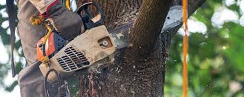 Best Hazardous Tree Removal  in Pleasant Run, OH