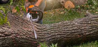 Best Tree Preservation Services  in Pleasant Run, OH