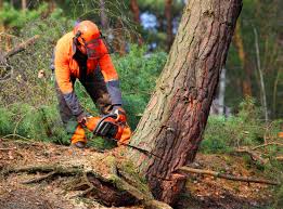 Best Tree Cabling and Bracing  in Pleasant Run, OH