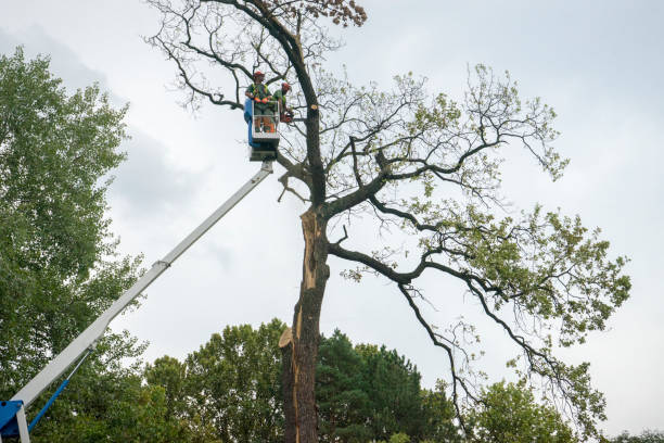 Best Hedge Trimming  in Pleasant Run, OH