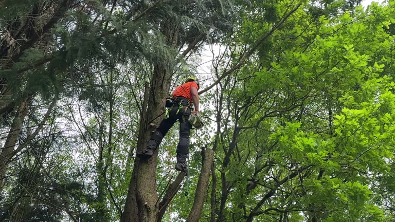 Best Storm Damage Tree Cleanup  in Pleasant Run, OH