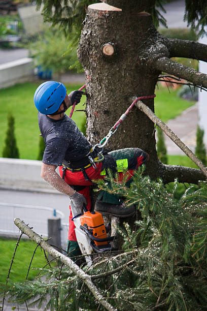 Lawn Pest Prevention in Pleasant Run, OH