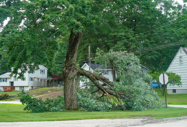 Best Lot and Land Clearing  in Pleasant Run, OH