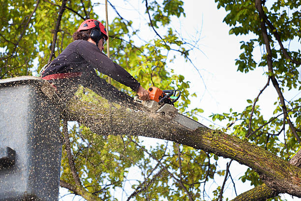 Best Lawn Grading and Leveling  in Pleasant Run, OH